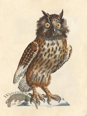 Eagle Owl - Tribute Bd 66 M